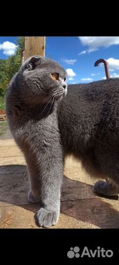 Британские котята