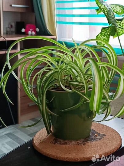 Хлорофитум кудрявый