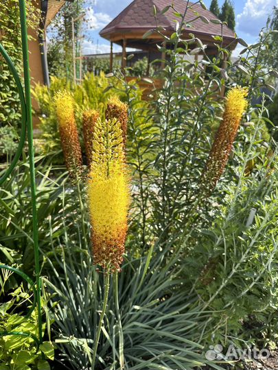 Эремурус желтый