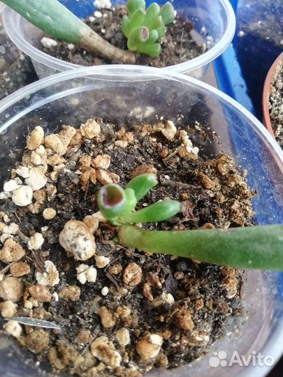 Крассула толстянка