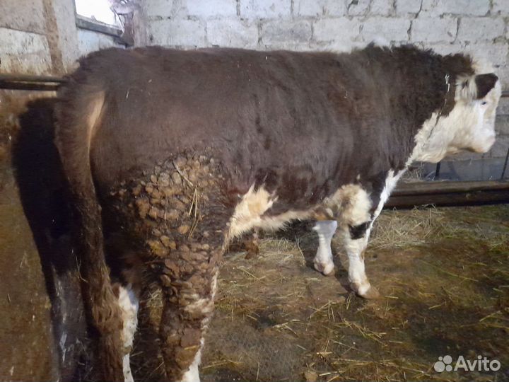 Быки герефорд