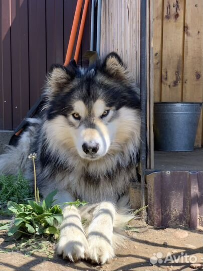 Маламут вязка