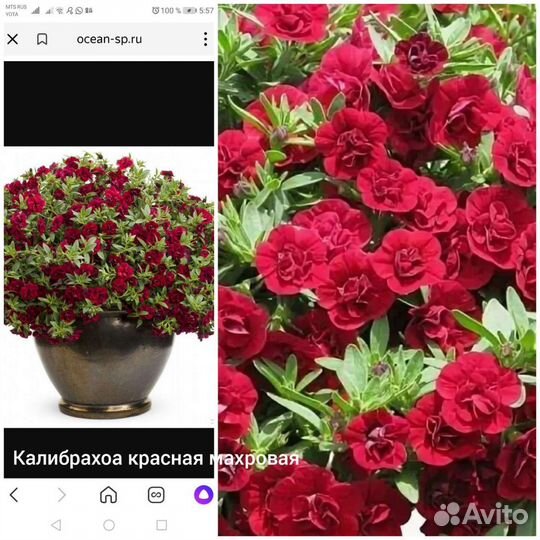 Калибрахоа