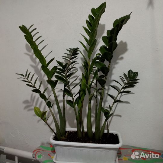 Замиокулькас