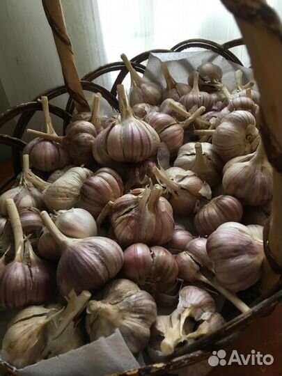 Чеснок озимый