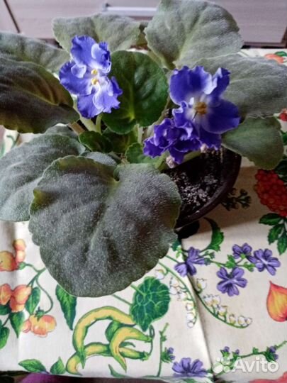 Комнатные растения