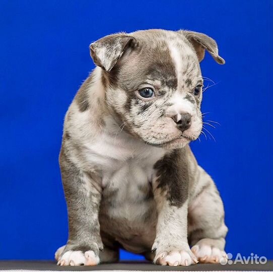 Американский булли