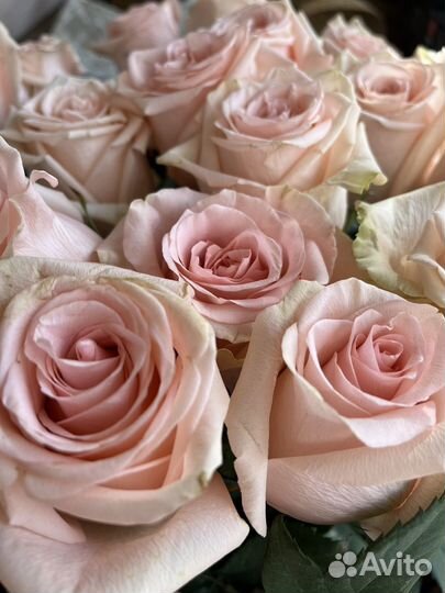 Длинные шикарные розы 31шт