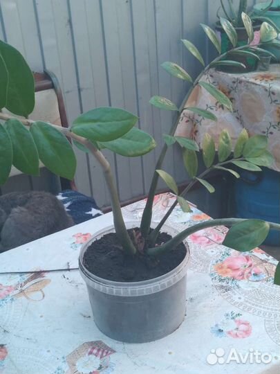 Замиокулькас