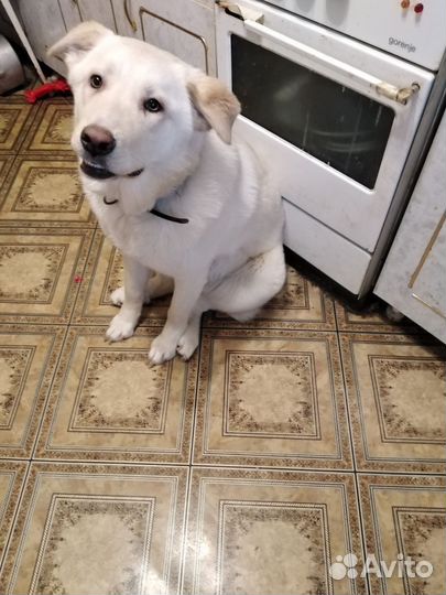 Лана, метис лабрадора ищем дом