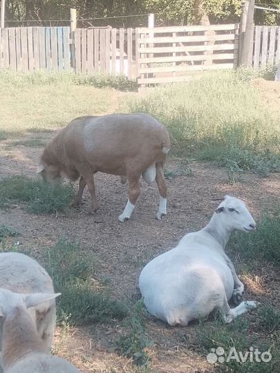Овцы бараны