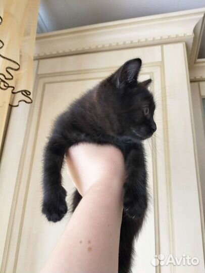 Котёнок