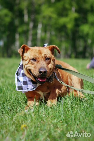 Добрый пес, нуждается в доме. Приют