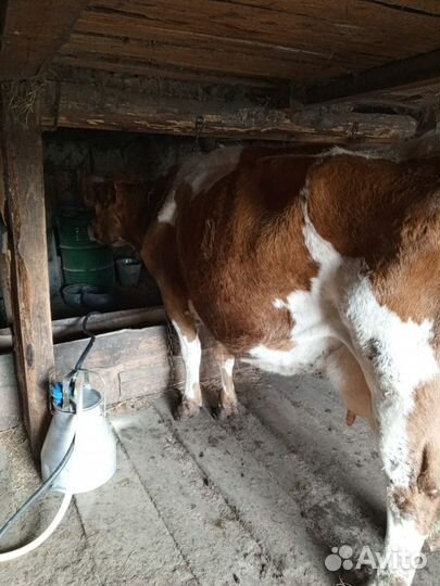 Корова высокоудойная