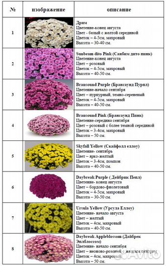 Хризантемы мультифлора