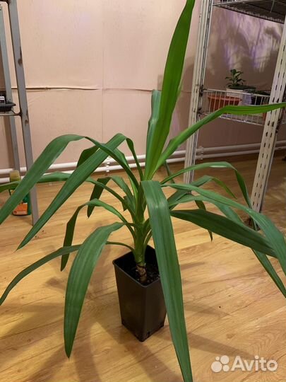 Юкка, Финиковая пальма, драцена