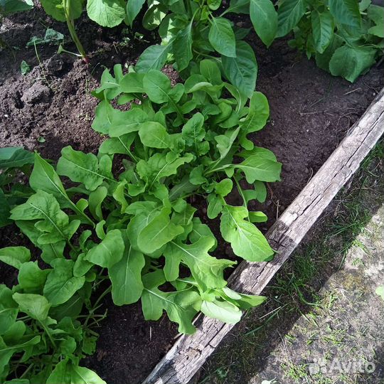 Руккола, шпинат, огурцы, кабачки и другие овощи