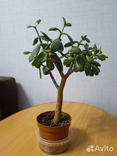 Крассула толстянка