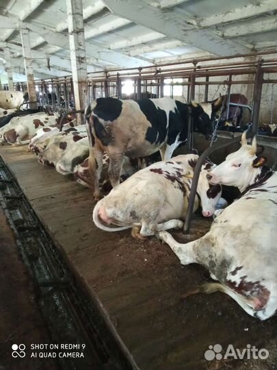 Коровы и нетели