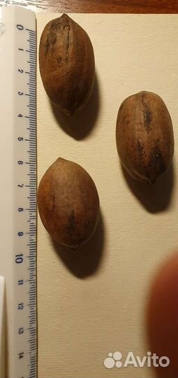 Орех Пекан (семена)