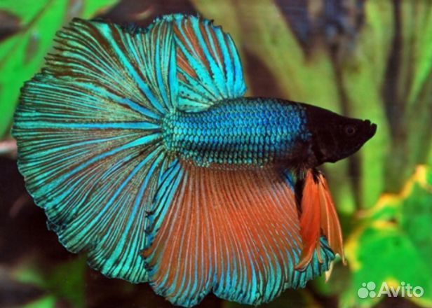 Рыба петушок