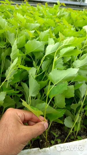 Саженцы (сеянцы) голубой ели, туи, лиственницы идр