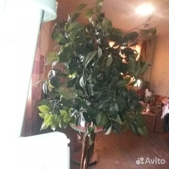 Искусственное дерево лимон штамб 1.5 м