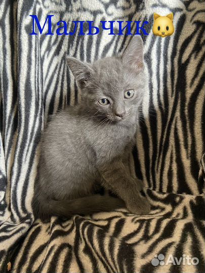 Отдам котят в добрые руки