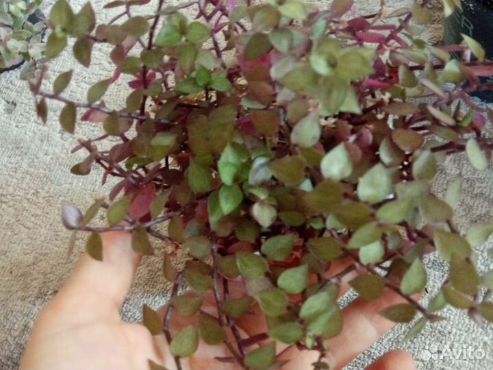 Коллизия, растение, цветок