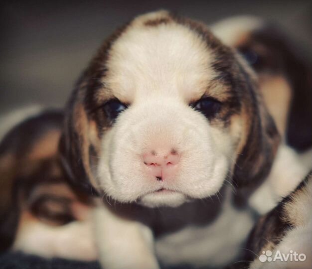 Щенки бигль