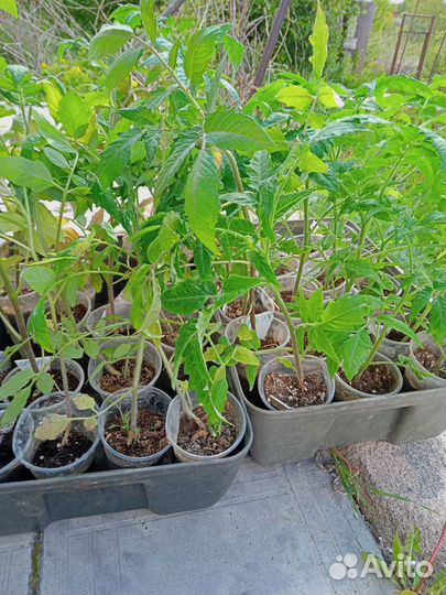 Рассада помидор и декоративных кустарников