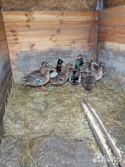 Подсадные утки