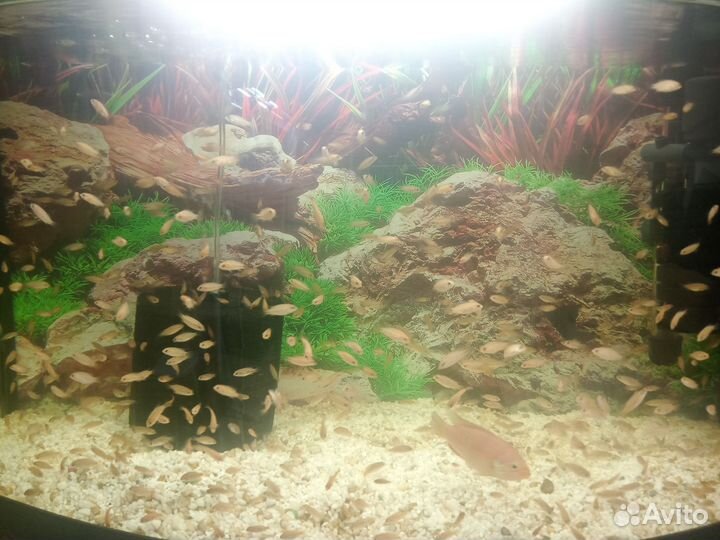 Хромис красавец