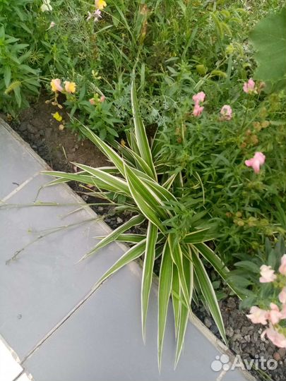 Хлорофитум, декабрист