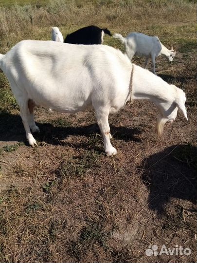 Козье молоко