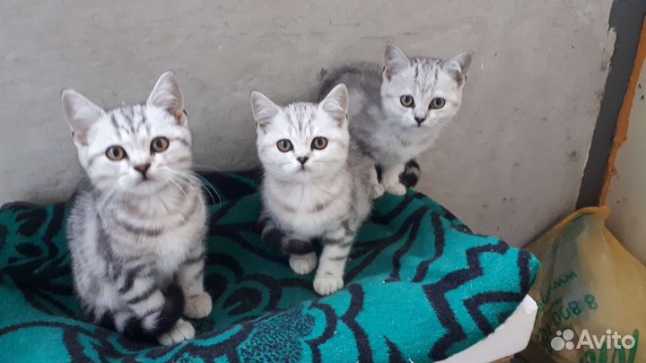 Шотландские котята