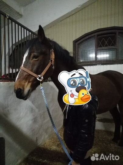 Недоуздок для лошади