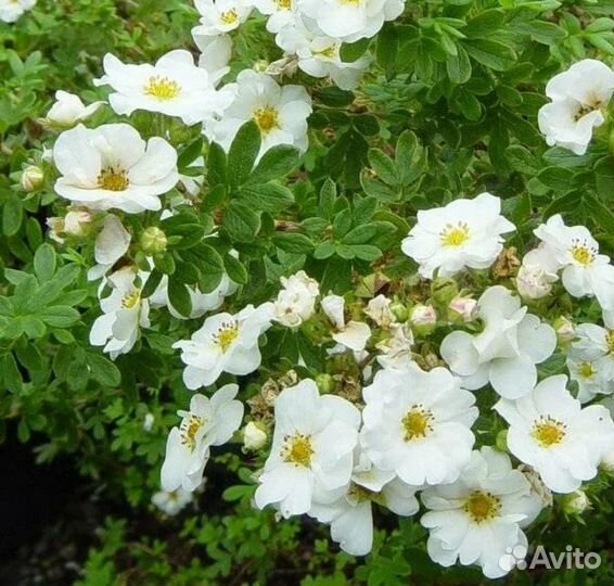 Саженцы лапчатки зкс: белая, желтая, розовая