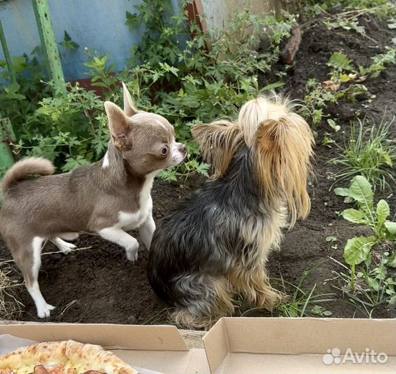 Чихуахуа мини вязка