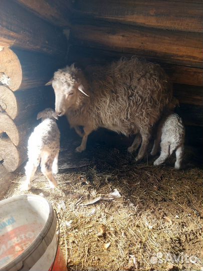 Овцы бараны ягнята