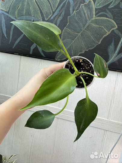 Филодендрон