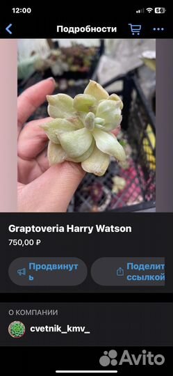 Редкие суккуленты