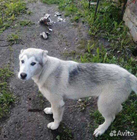 Щенок в добрые руки