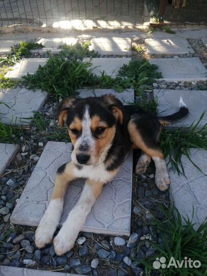 Собака в добрые руки отдам бесплатно