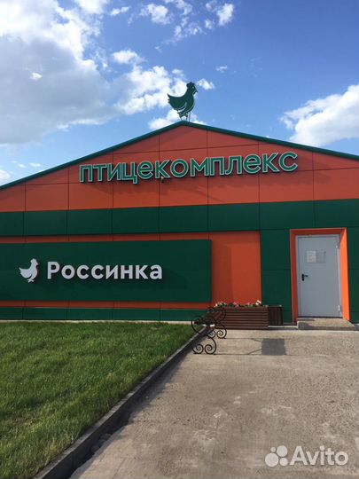 Суточный бройлер, индюшата