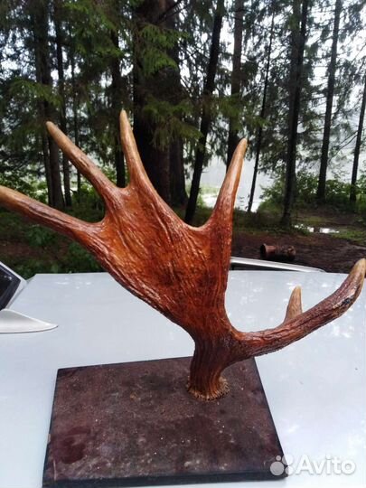 Продам рога лося