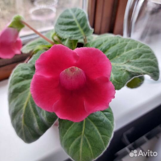 Цветы глоксиния