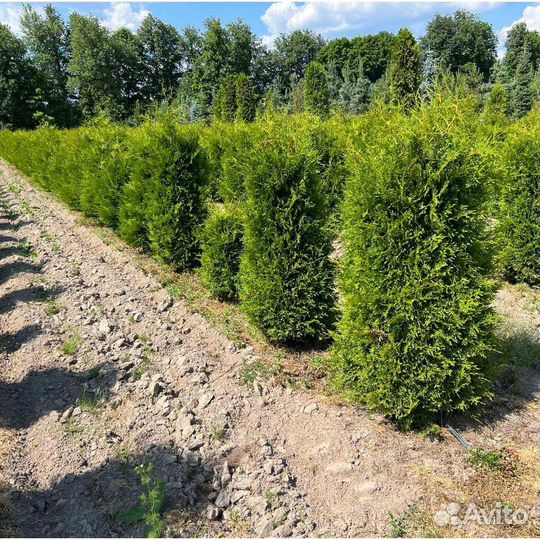 Туя смарагд 200 см