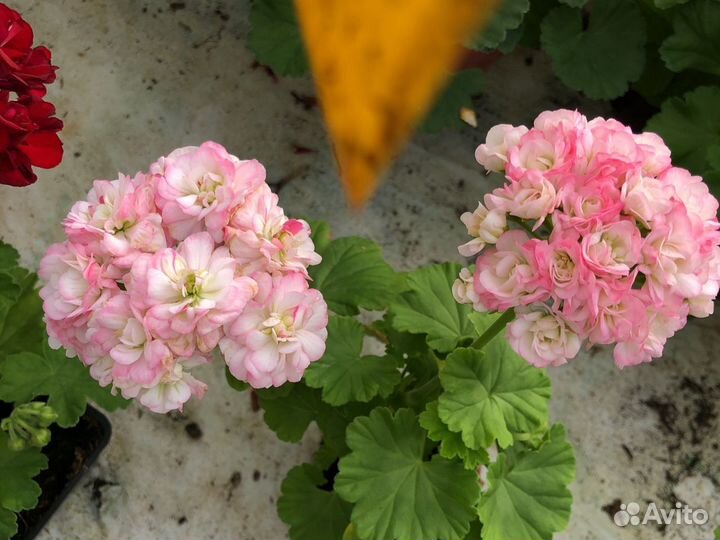 Пеларгония