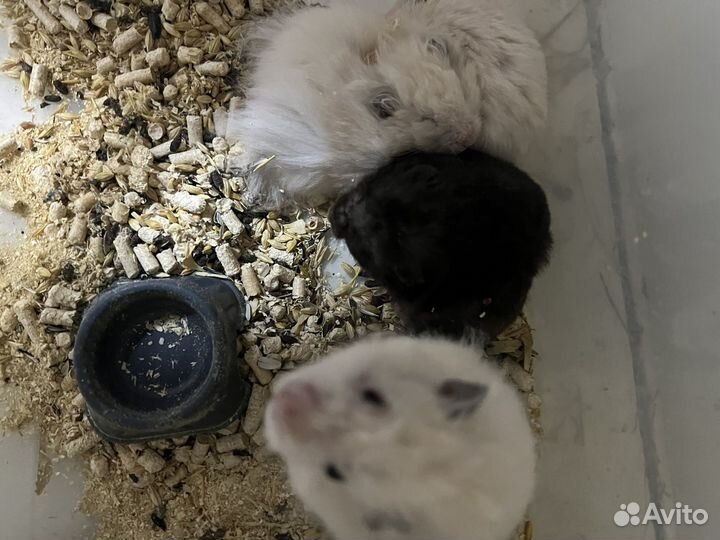 Сирийский хомяк